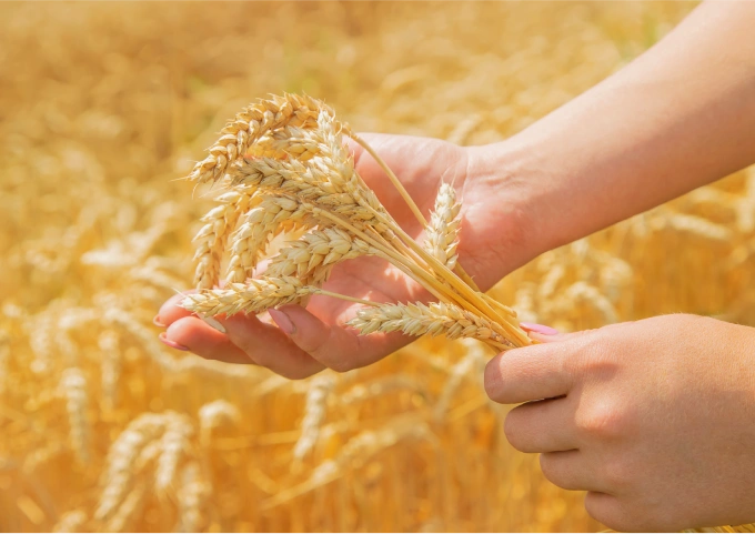 corn two