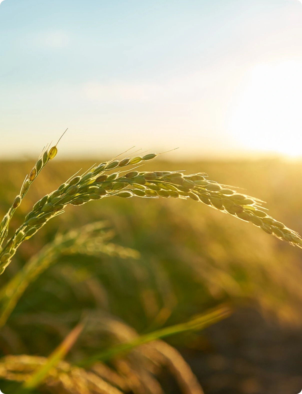 rice grains