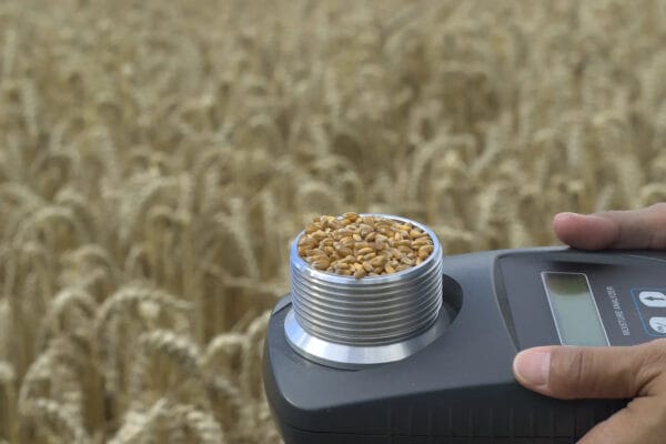 Wheat moisture testing